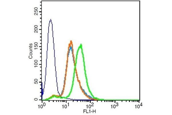 CXCR3 antibody  (AA 301-367)