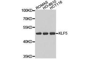 Western Blotting (WB) image for anti-Kruppel-Like Factor 5 (Intestinal) (KLF5) antibody (ABIN1873434) (KLF5 antibody)