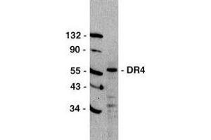 Western blot analysis of DR4 in HeLa cell lysate with DR4 antibody at 1μg/ml. (TNFRSF10A antibody)