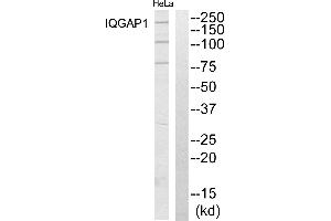 Western blot analysis of extracts from HeLa cells, using IQGAP1 antibody. (IQGAP1 antibody  (N-Term))