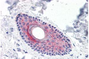 Human Skin, Hair Follicle (formalin-fixed, paraffin-embedded) stained with LYPD3 antibody ABIN351429 at 15 ug/ml followed by biotinylated goat anti-rabbit IgG secondary antibody ABIN481713, alkaline phosphatase-streptavidin and chromogen. (LYPD3 antibody  (C-Term))