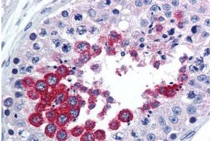 Human Testis (formalin-fixed, paraffin-embedded) stained with TAAR1 antibody ABIN290213 at 10 ug/ml followed by biotinylated goat anti-rabbit IgG secondary antibody ABIN481713, alkaline phosphatase-streptavidin and chromogen. (TAAR1 antibody  (AA 225-250))