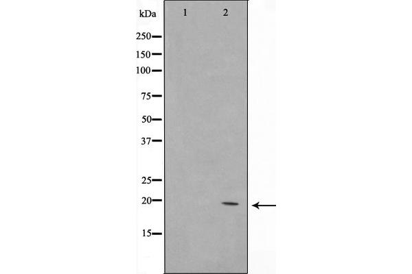 COX4I2 antibody  (Internal Region)