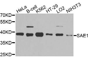 Western blot analysis of extracts of various cell lines, using SAE1 antibody. (SAE1 antibody)