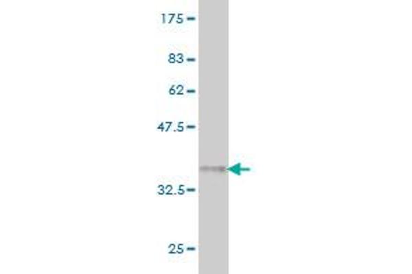 SSBP3 antibody  (AA 1-102)