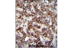 TRIM59 Antibody (N-term) (ABIN655580 and ABIN2845072) immunohistochemistry analysis in formalin fixed and paraffin embedded human liver tissue followed by peroxidase conjugation of the secondary antibody and DAB staining. (TRIM59 antibody  (N-Term))