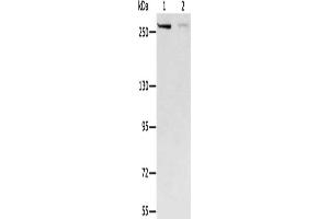 Gel: 6 % SDS-PAGE, Lysate: 40 μg, Lane 1-2: Hela cells, 293T cells, Primary antibody: ABIN7130197(MCM3AP Antibody) at dilution 1/250, Secondary antibody: Goat anti rabbit IgG at 1/8000 dilution, Exposure time: 20 seconds (GANP antibody)