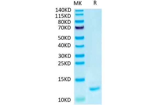 IL-15 Protein