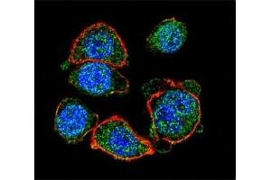 Confocal immunofluorescent analysis of MITF antibody with HeLa cells followed by Alexa Fluor 488-conjugated goat anti-rabbit lgG (green).