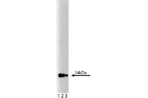 Western blot analysis of GRB2 on a PC-12 lysate (ABIN968539). (GRB2 antibody  (AA 1-217))