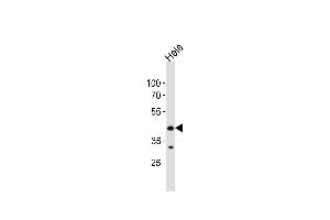 Western blot analysis of lysate from Hela cell line, using JNK1 antibody (ABIN654887 and ABIN2844539). (JNK antibody  (AA 159-195))