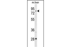 Western blot analysis of ACSS2 Antibody (N-term) (ABIN653559 and ABIN2842938) in mouse liver tissue lysates (35 μg/lane). (ACSS2 antibody  (N-Term))