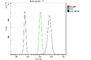 Flow Cytometry analysis of RAW264. (OGT antibody  (C-Term))