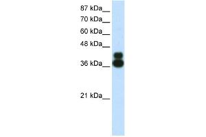 WB Suggested Anti-FOXJ1 Antibody Titration:  0. (FOXJ1 antibody  (N-Term))