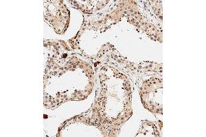 Immunohistochemical analysis of C on paraffin-embedded human testis tissue was performed on the Leica®BOND RXm. (PDCD4 antibody  (AA 121-149))