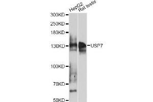 Western blot analysis of extracts of various cell lines, using USP7 antibody (ABIN6293331) at 1:1000 dilution.