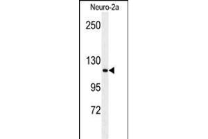 Western blot analysis of RERE Antibody (N-term) (ABIN653912 and ABIN2843149) in Neuro-2a cell line lysates (35 μg/lane). (RERE antibody  (N-Term))