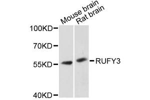 Western blot analysis of extracts of various cell lines, using RUFY3 antibody. (RUFY3 antibody)