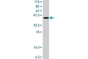 CSTF3 antibody  (AA 1-103)