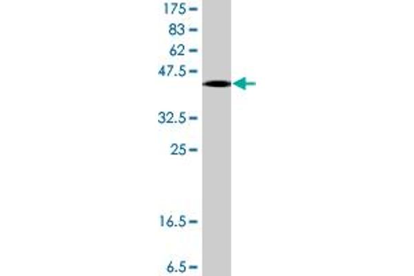 CSTF3 antibody  (AA 1-103)