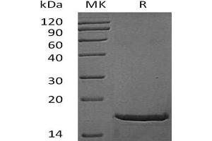 Western Blotting (WB) image for Fibroblast Growth Factor 2 (Basic) (FGF2) (Active) protein (ABIN7320526) (FGF2 Protein)