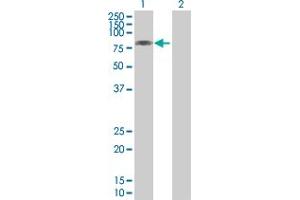 Western Blot analysis of MID2 expression in transfected 293T cell line by MID2 MaxPab polyclonal antibody. (Midline 2 antibody  (AA 1-685))