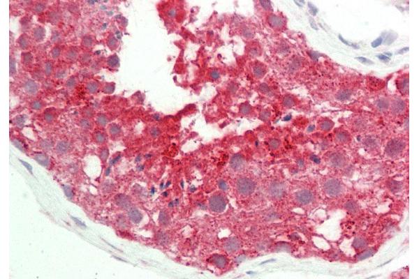 GYG antibody  (C-Term)