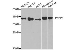 Western blot analysis of extracts of various cell lines, using PCBP1 antibody.