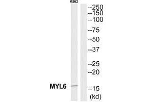 Western blot analysis of extracts from K562 cells, using MYL6 antibody. (MYL6 antibody  (C-Term))