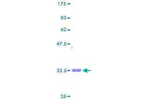 NDUFB1 Protein (AA 1-58) (GST tag)