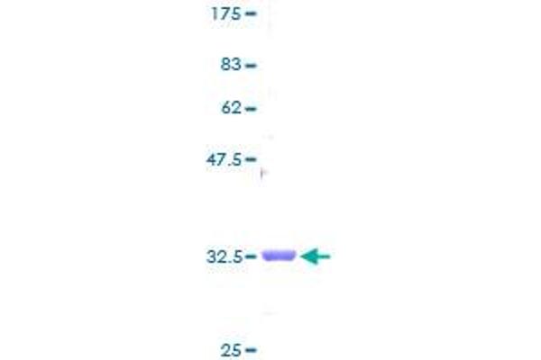 NDUFB1 Protein (AA 1-58) (GST tag)
