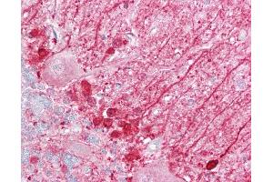 Anti-DBI antibody IHC of human brain, cerebellum. (Diazepam Binding Inhibitor antibody  (N-Term))