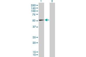 Western Blot analysis of NARS2 expression in transfected 293T cell line by NARS2 MaxPab polyclonal antibody. (NARS2 antibody  (AA 1-477))