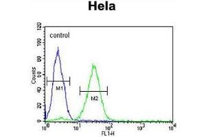 CREM Antibody (C-term) flow cytometric analysis of Hela cells (right histogram) compared to a negative control cell (left histogram). (CREM antibody  (C-Term))