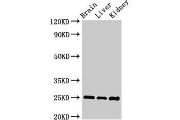 VAMP7 Antikörper  (AA 2-186)