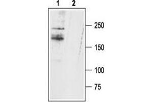 Western blot analysis of rat DRG lysates: - 1. (SCN11A antibody  (C-Term, Intracellular))