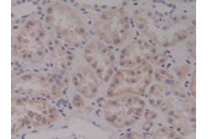 Detection of Ntn4 in Human Kidney Tissue using Polyclonal Antibody to Netrin 4 (Ntn4) (Netrin 4 antibody  (AA 349-592))