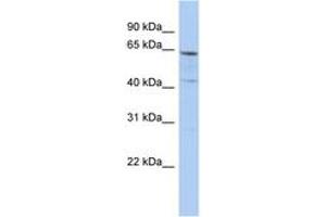 Image no. 1 for anti-Solute Carrier Family 32 (GABA Vesicular Transporter), Member 1 (SLC32A1) (AA 71-120) antibody (ABIN6743235)