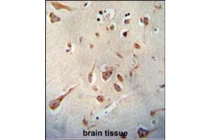 Immunohistochemistry analysis in Formalin Fixed, Paraffin Embedded Human brain tissue stained with SERPINI1 antibody (N-term) followed by peroxidase conjugation of the secondary antibody and DAB staining. (Neuroserpin antibody  (N-Term))