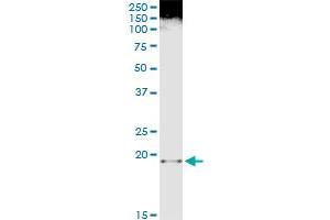Immunoprecipitation of FTL transfected lysate using mouse monoclonal anti-FTL and Protein A Magnetic Bead (FTL (Human) IP-WB Antibody Pair)