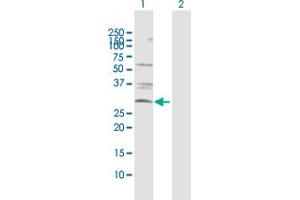 Western Blot analysis of CASP3 expression in transfected 293T cell line by CASP3 MaxPab polyclonal antibody. (Caspase 3 antibody  (AA 1-277))