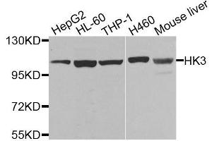 Western blot analysis of extracts of various cell lines, using HK3 antibody. (HK3 antibody  (AA 1-270))