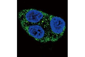 Confocal immunofluorescent analysis of Tyrosinase Antibody with HepG2 cell followed by Alexa Fluor 488-conjugated goat anti-rabbit lgG (green). (TYR antibody  (C-Term))