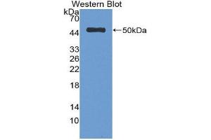Western Blotting (WB) image for anti-Serpin Family C Member 1 (SERPINC1) (AA 33-464) antibody (ABIN1077809) (SERPINC1 antibody  (AA 33-464))