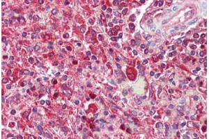 Anti-SNX2 antibody IHC staining of human spleen. (Sorting Nexin 2 antibody  (AA 350-400))