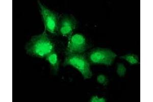 Anti-NEU2 mouse monoclonal antibody (ABIN2454605) immunofluorescent staining of COS7 cells transiently transfected by pCMV6-ENTRY NEU2 (RC219858). (NEU2 antibody)