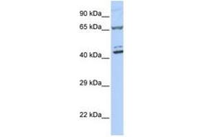 Image no. 1 for anti-Zinc Finger Protein 324 (ZNF324) (AA 180-229) antibody (ABIN6740513) (ZNF324 antibody  (AA 180-229))