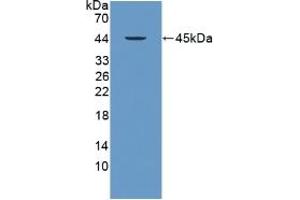 PRM2 Antikörper  (AA 2-100)