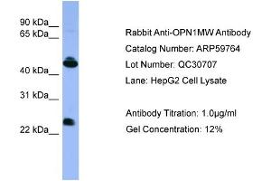 WB Suggested Anti-OPN1MW  Antibody Titration: 0. (OPN1MW antibody  (C-Term))