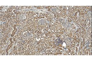 Immunohistochemistry (IHC) image for anti-Mortality Factor 4 Like 1 (MORF4L1) (N-Term) antibody (ABIN185075)